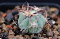 Echinocactus horizonthalonius PD 113